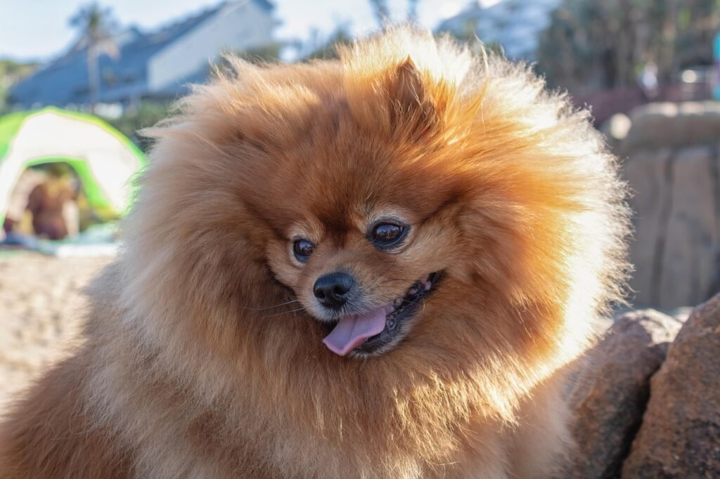 lulu-da-pomerania-laranja