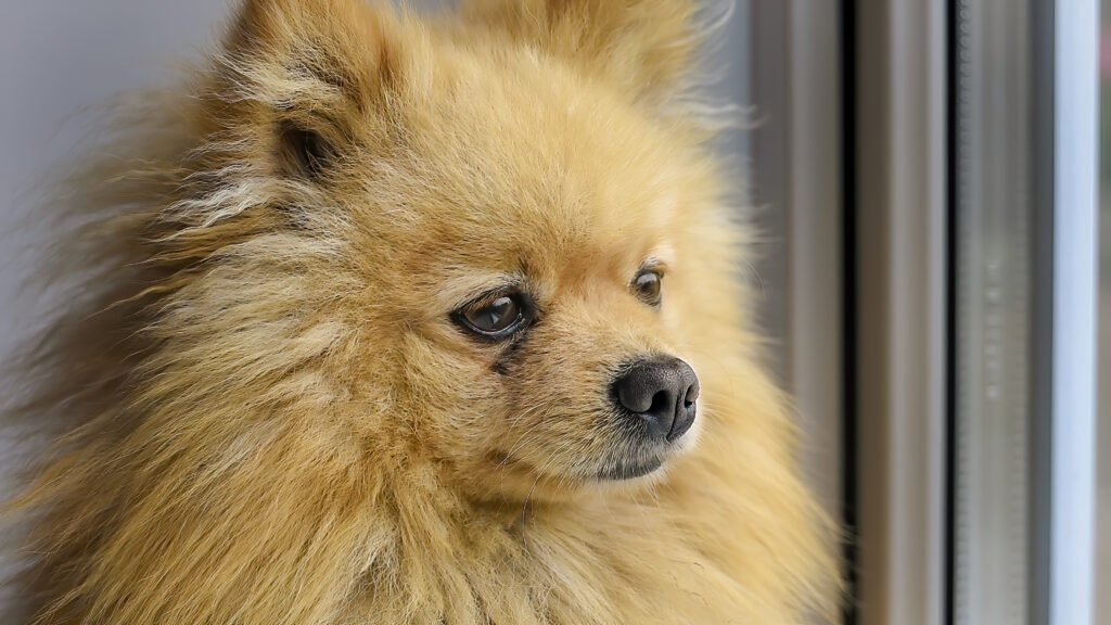 lulu da pomerania, o spitz alemão anão