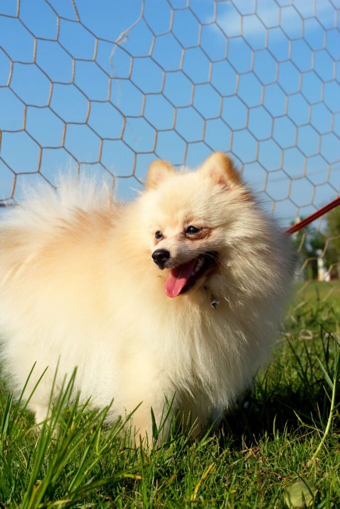 tutor realizando adestramento do spitz alemão